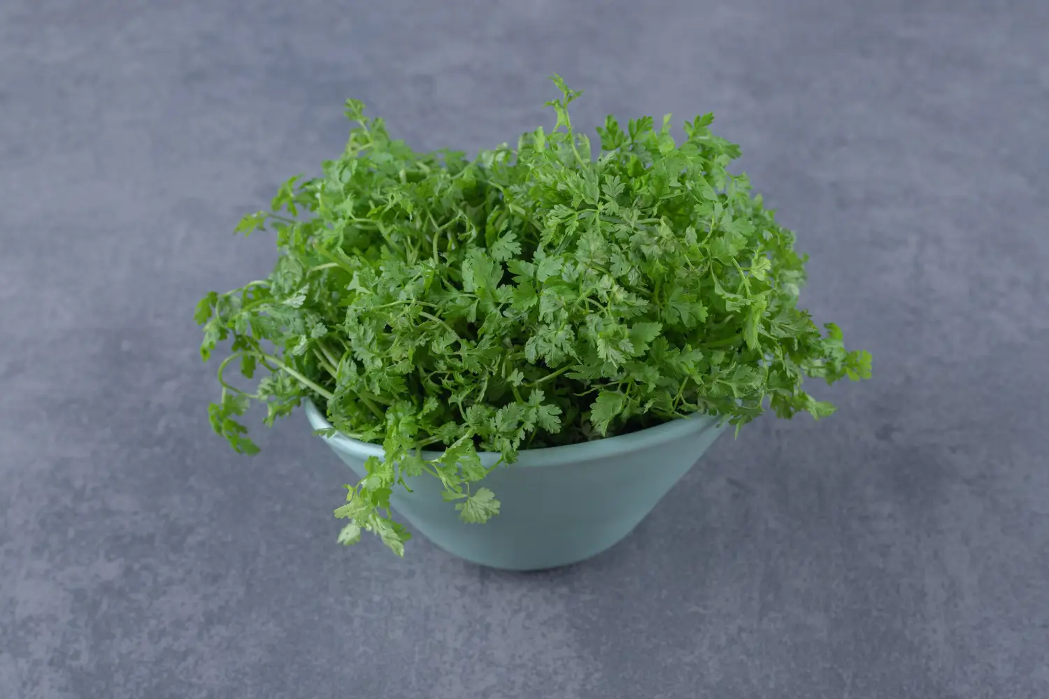 Coriander (Dania) 