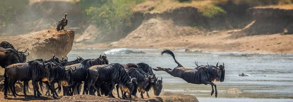 6 Days Serengeti Safari and Zanzibar Beach Holiday