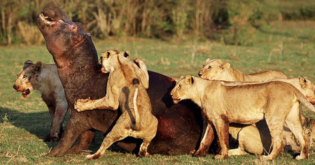 1-Day Mikumi National Park Safari fly-in from Zanzibar | Fly to Tanzania's Wild Heart